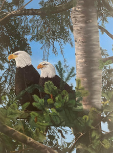 B.C. Bald Eagles