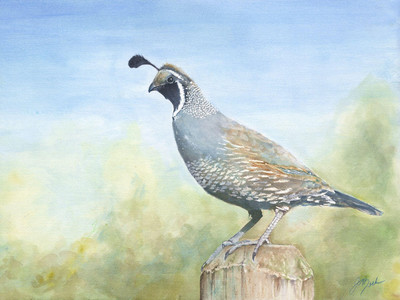 Quail Quill