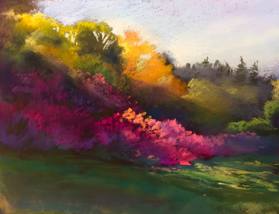 Sunlight on Rhododendrons