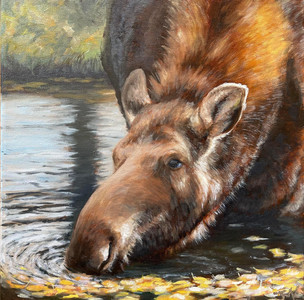 Urban Moose