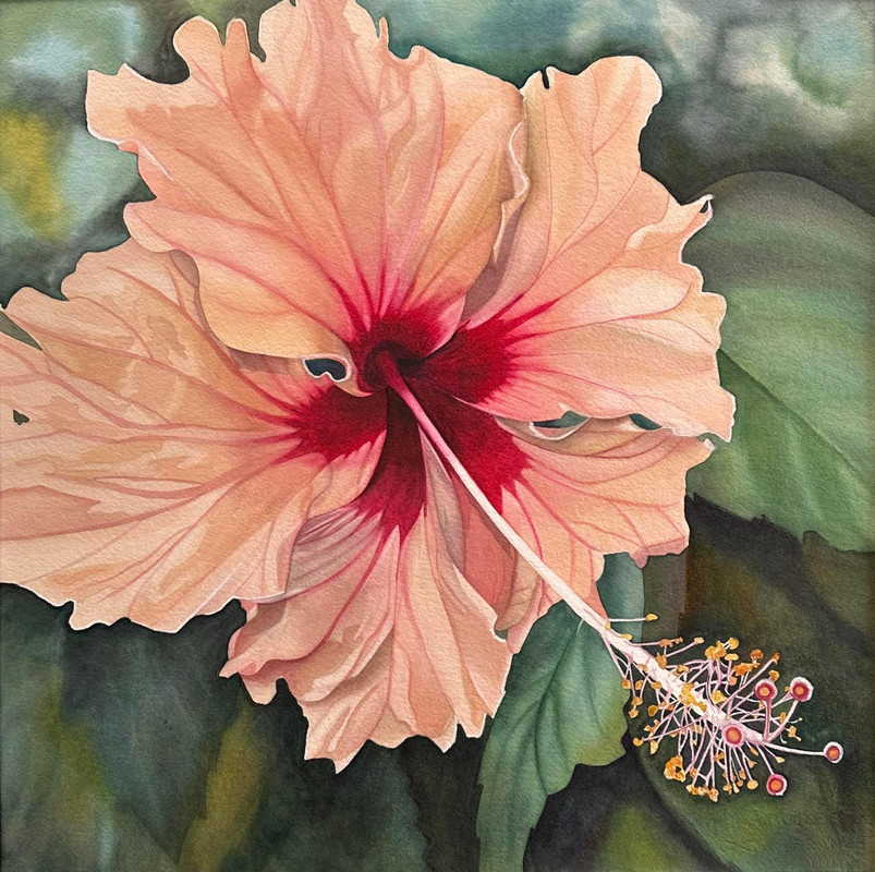 Blush of Barbados