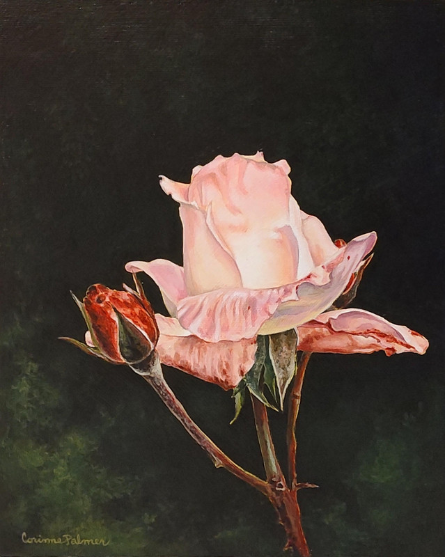 December Rose