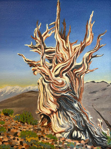 Great Basin Bristlecone Pine