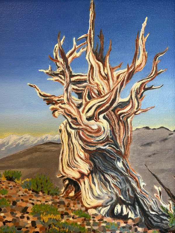 Great Basin Bristlecone Pine