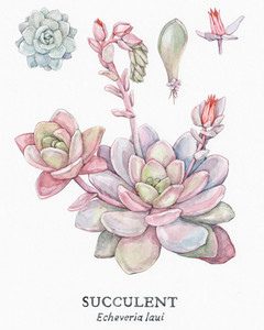 Botanical Study. Echeveria