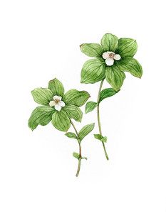 Canadian bunchberry