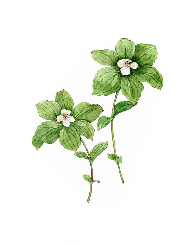 Canadian bunchberry