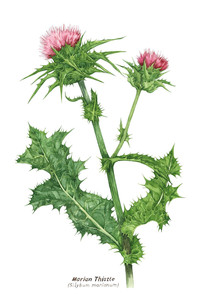 Marian thistle