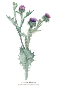Cotton thistle