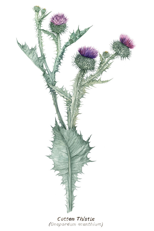 Cotton thistle