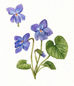 Sweet Violet (Viola odorata)