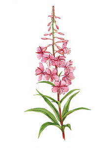 Fireweed (Chamaenerion angustifolium)