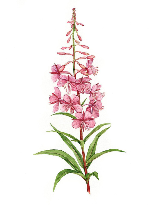 Fireweed (Chamaenerion angustifolium)