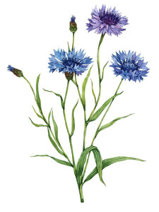 Cornflower (Centaurea cyanus)