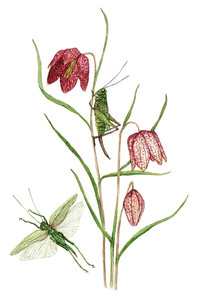 Checker lily & grasshoppers
