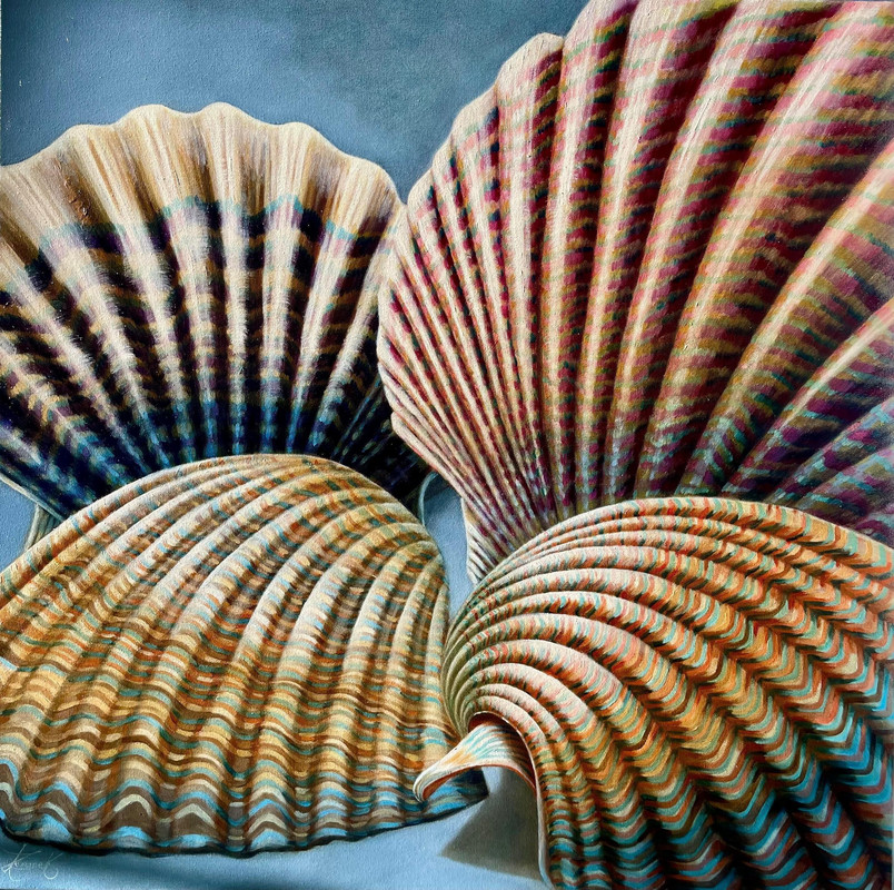 Candiidae