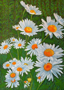 Field of Daisies