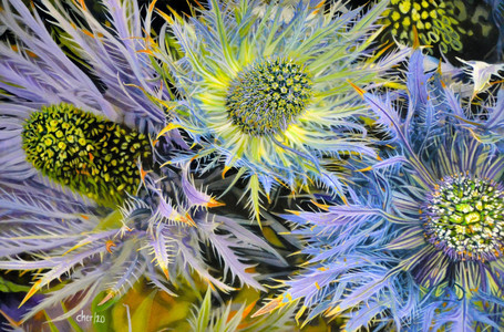 Thistle Flowers