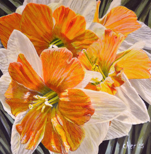 Daffodils