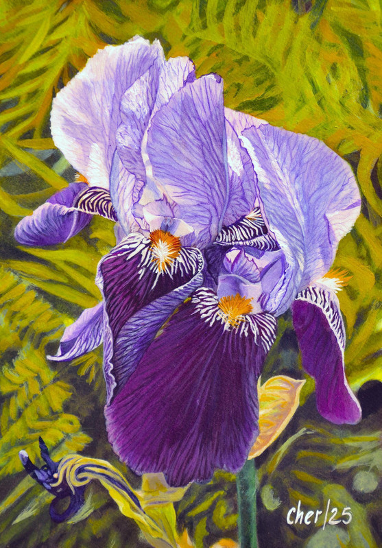 Bearded Iris