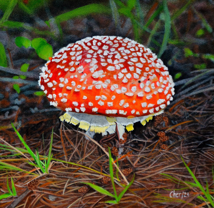 Fly Agaric