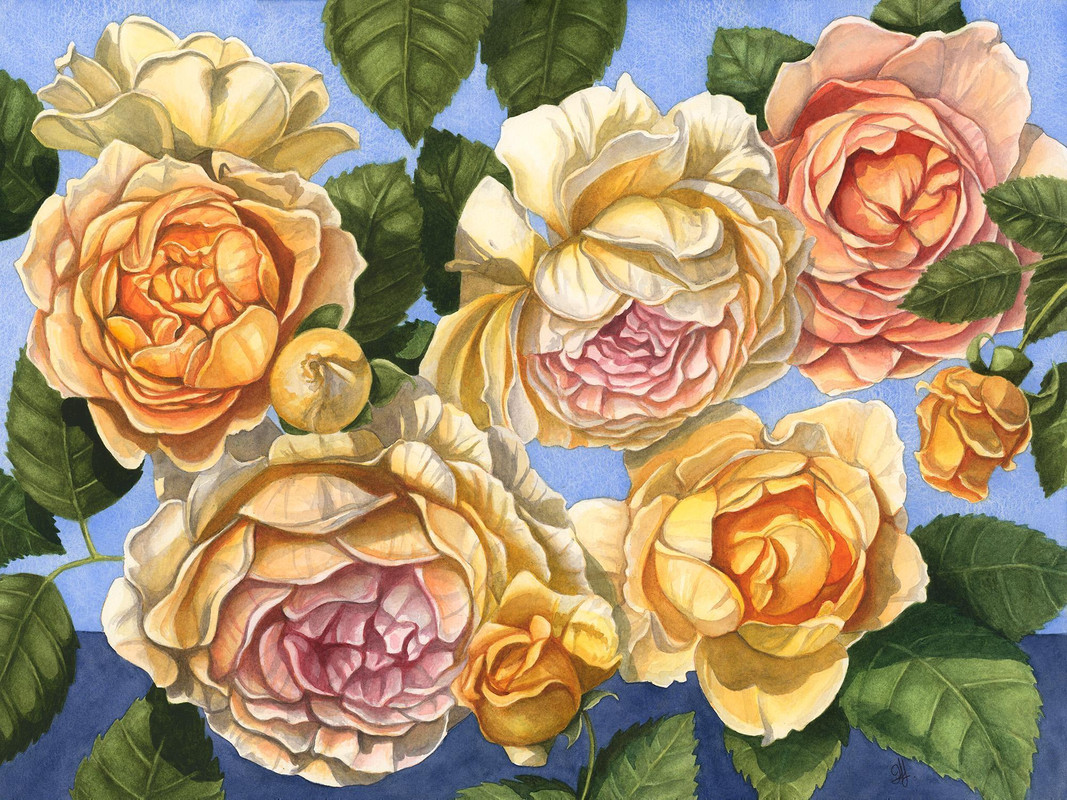 Summer Roses