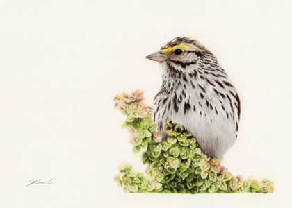 Savannah Sparrow (Passerculus sandwichensis)