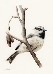 Mountain Chickadee (Poecile gambeli)