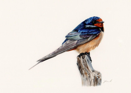 Barn Swallow (Hirundo rustica)