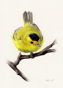 Wilson’s Warbler (Cardellina pusilla)