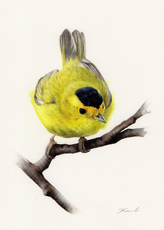 Wilson&rsquo;s Warbler (Cardellina pusilla)