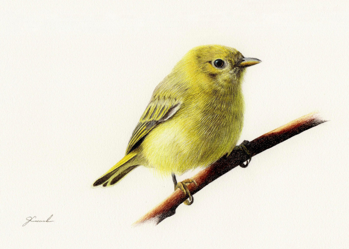 Yellow Warbler (Setophaga petechia)