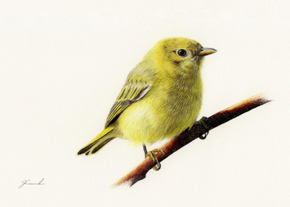 Yellow Warbler (Setophaga petechia)