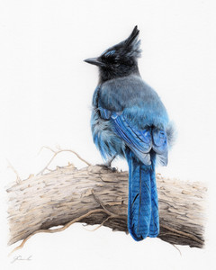 Steller’s Jay