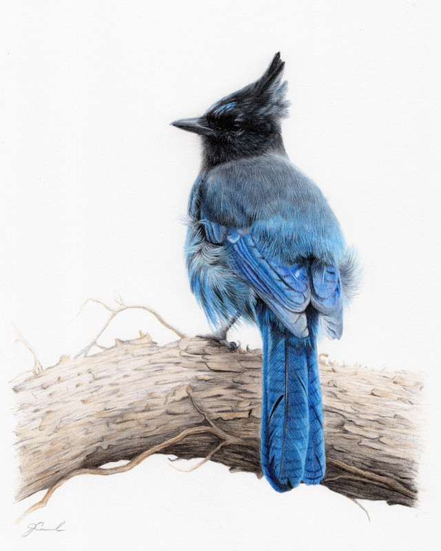 Steller&rsquo;s Jay