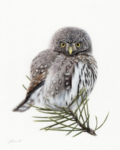 Northern Pygmy Owl