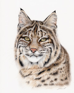 Portrait of a Bobcat