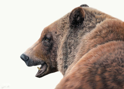 A Grizzly Profile