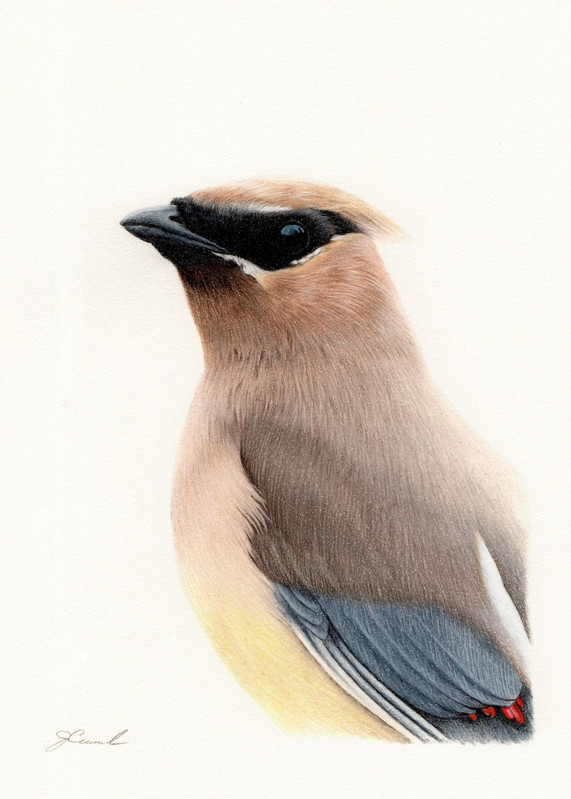 Cedar Waxwing