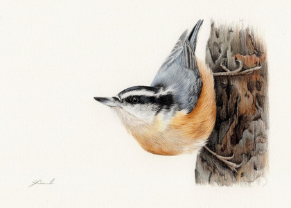 Red-breasted Nuthatch