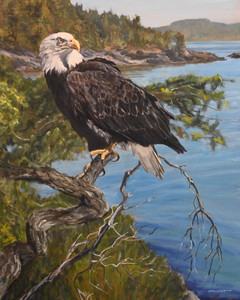 Wings over Sooke - Bald Eagle