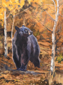Fall wanderer - Black Bear
