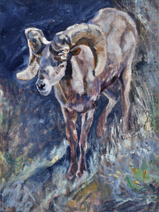 Desert Bighorn