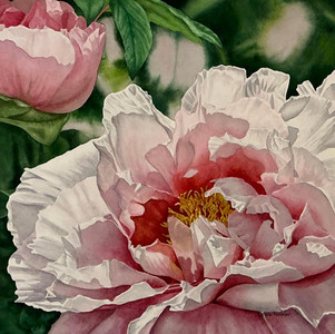 Peony Awakening
