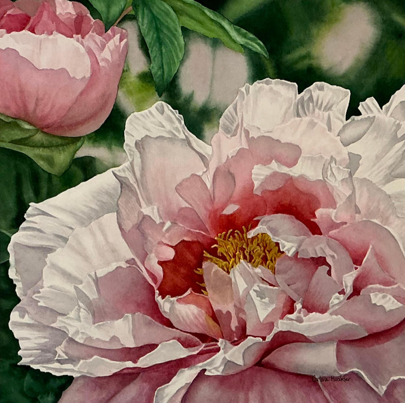 Peony Awakening