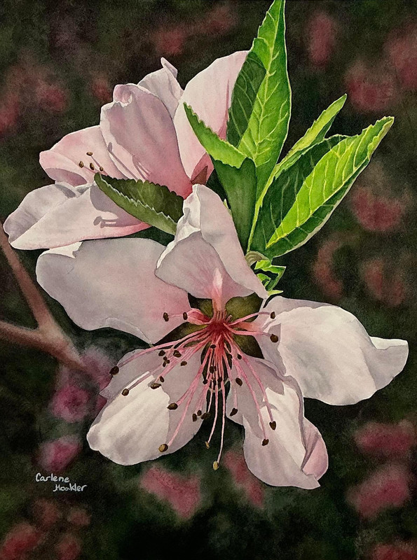 Blossoms Stealing the Spotlight