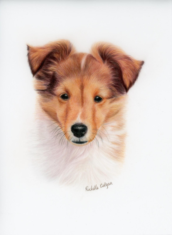 Sheltie Puppy