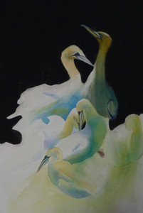  Glorious Gannets