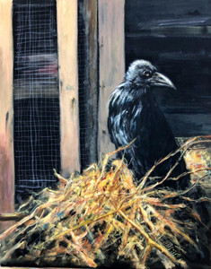 "dougal" the blind raven