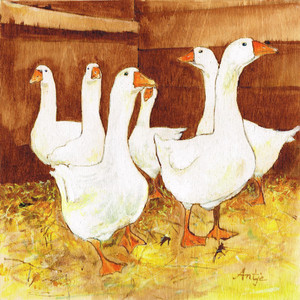 Embden Geese